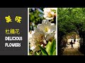 [一瞥EyesOn-024]白杜鵑花，你吃過嗎? / Have You Ever Eaten Snow Rhododendron?