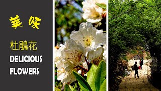 一瞥Eyeson-024白杜鵑花你吃過嗎? Have You Ever Eaten Snow Rhododendron?