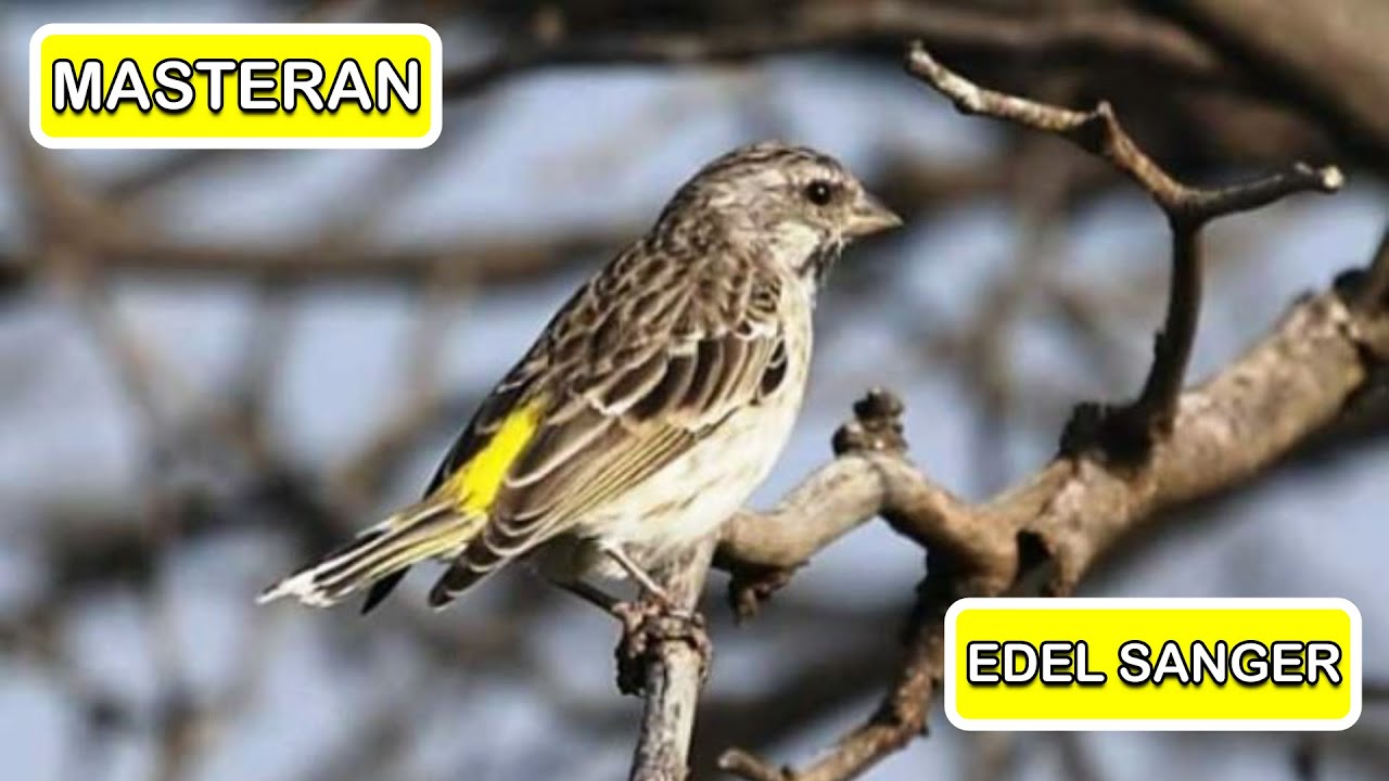 Masteran Burung Edel Sanger 1 Jam Non Stop 