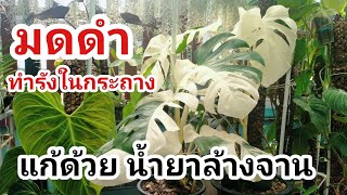 13 มีนาคม ค.ศ. 2024