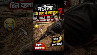 Mandola got buried in the mud || 🥺 #minivlog #shorts #youtubeshort #shortsfeed #viral #cow #daily...