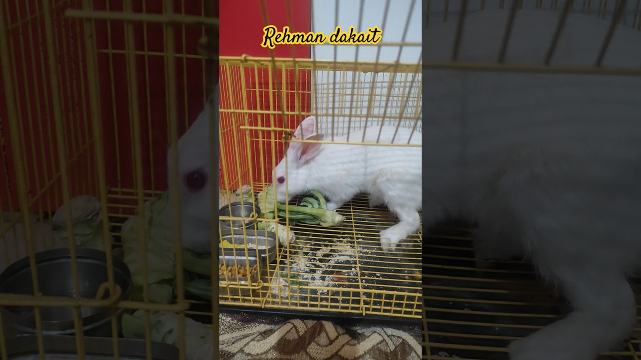 Entry like rehman dakait dhurandhar 