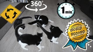 WORLD RECORD CAT