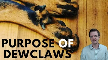 What happens if a dog's claw falls off?