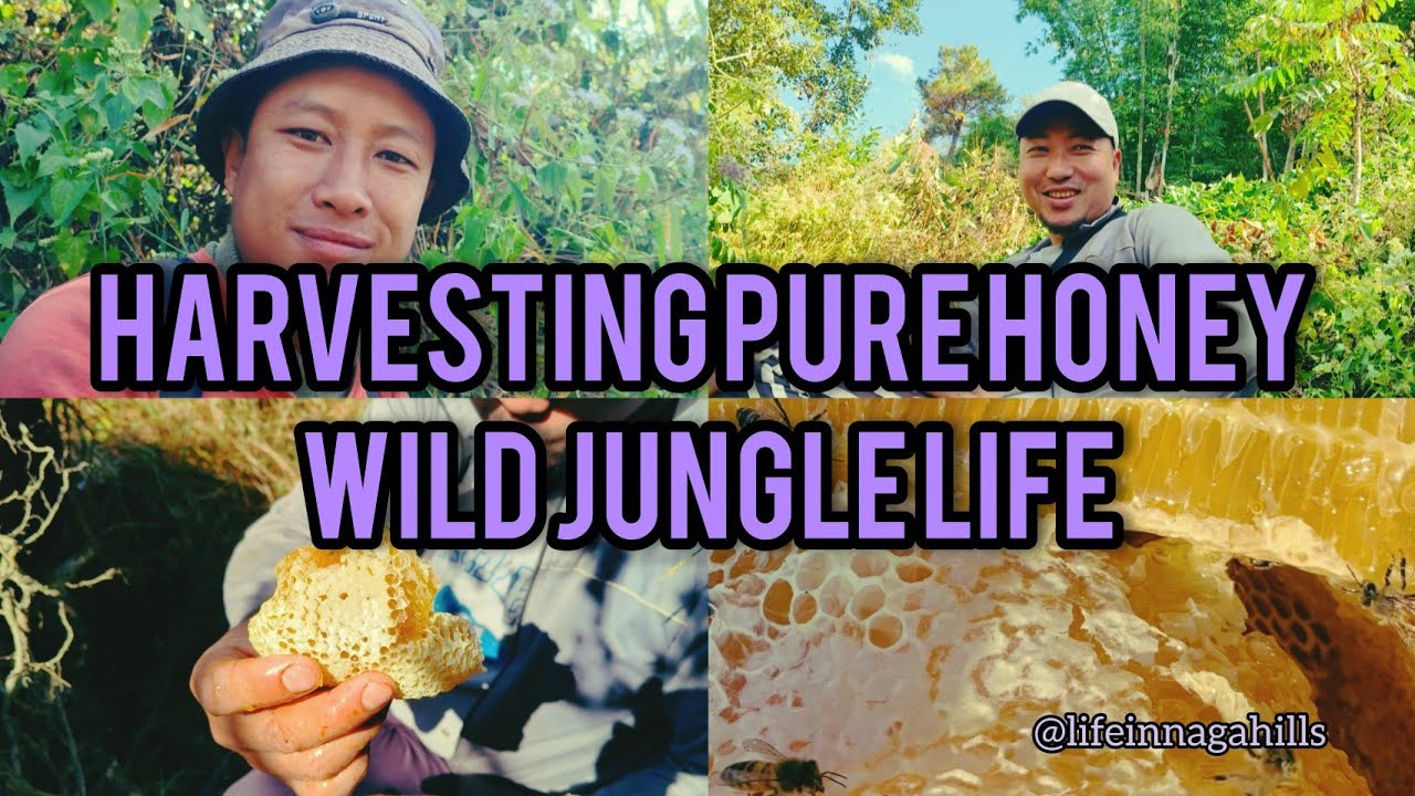 Satisfying Honey Harvest | Pure Raw Honey 🍯