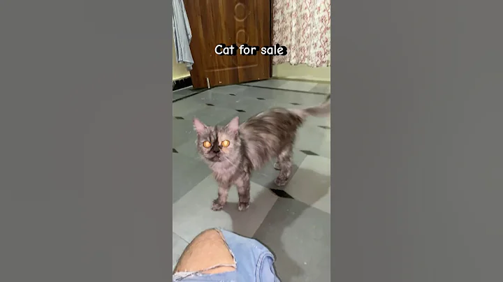 Watch the video about Persian cat sale one month😍pregnant 3000 price ￼￼￼￼#shorts #cat #persiancat #hyderabad #dailyvlog