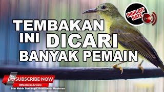 🔴 Kolibri Kelapa Gacor Full Tembakan Panjang❗️Kesukaan Juri❗️