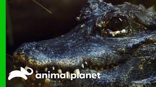 Is This Critically Endangered Alligator Getting Ready To Lay Eggs? | The Zoo