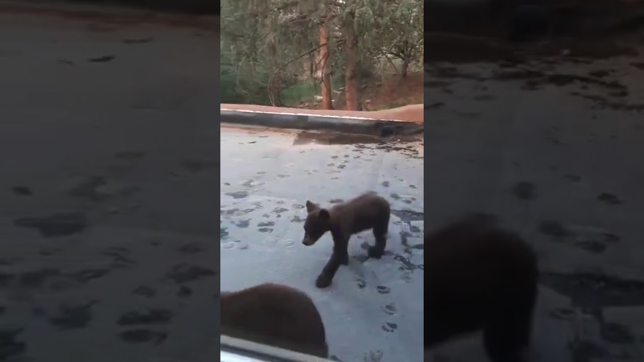 BLACK BEAR CUBS PLAYING ON COLORADO ROOFTOP