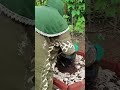 The SECRET to Giant Papayas! 🍌 Free Banana Trunk Fertilizer Hack #Shorts #Gardening