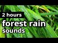 RAIN SOUNDS - RAIN in the WOODS - Summer time storm SLEEP SOUNDS for sleep, relaxation