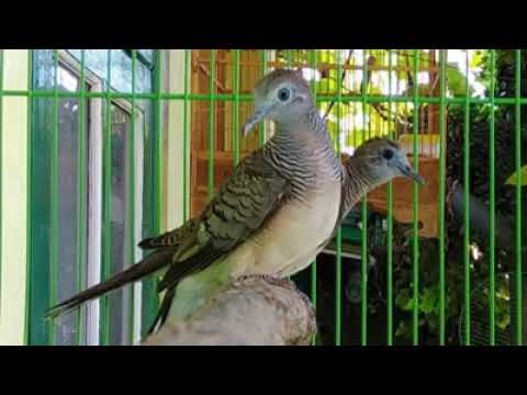 suara pikat burung perkutut cepat datang dan nyaut....ampuh buat pemikat burung perkutut