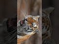 Why Tigers Are Perfect Hunters