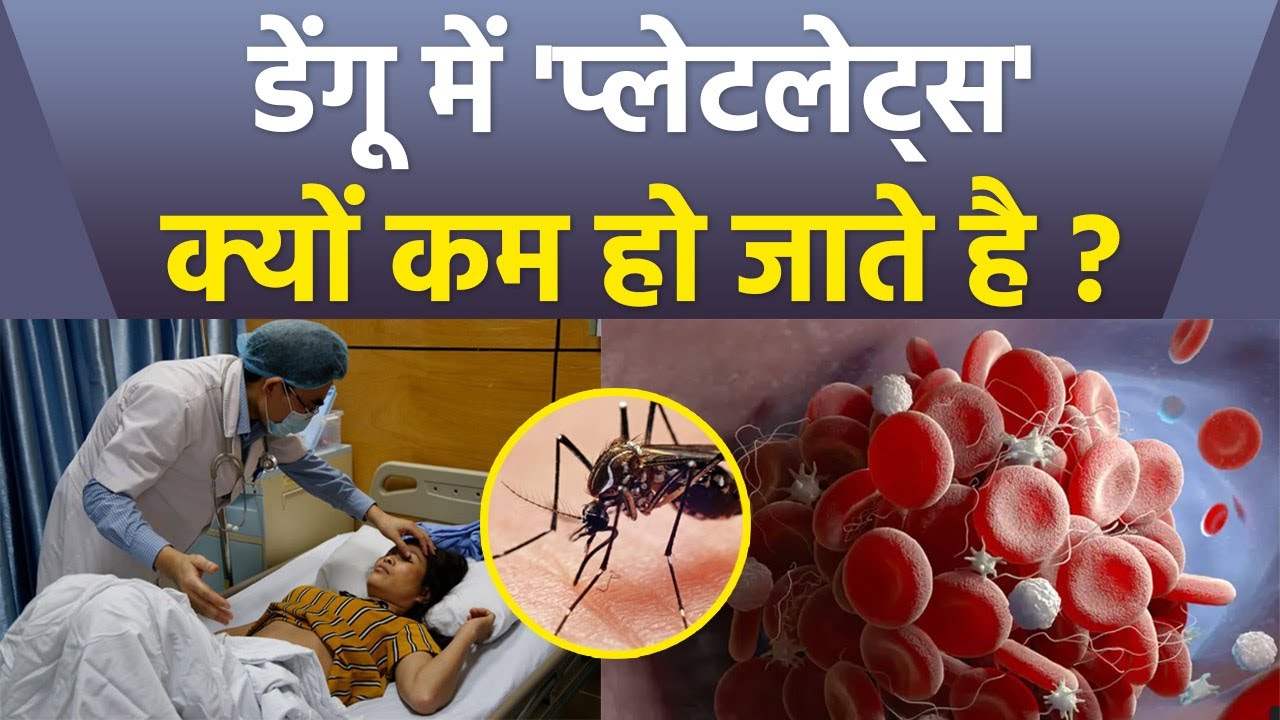 डेंगू में प्लेटलेट्स क्यों कम होता है Dengue Me Platelets Kyu Kam
