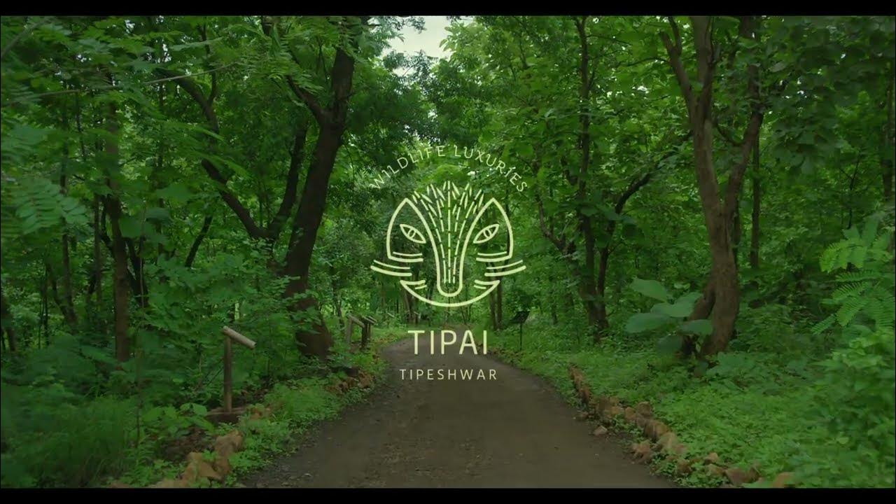 Tipai introduction Wildlife Luxuries YouTube