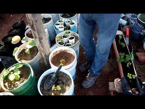 Video: Cuidado de las fresas en climas cálidos - Cultivo de fresas en climas cálidos