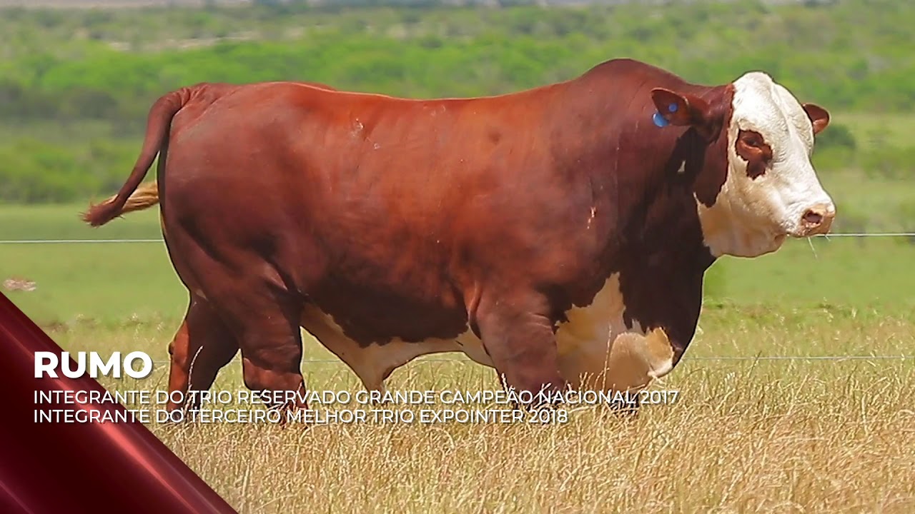 Touro Braford Rumo - Doses de Sêmen - RENASCER BIOTECNOLOGIA VÍDEO