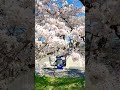spring in japan 🌸🇯🇵