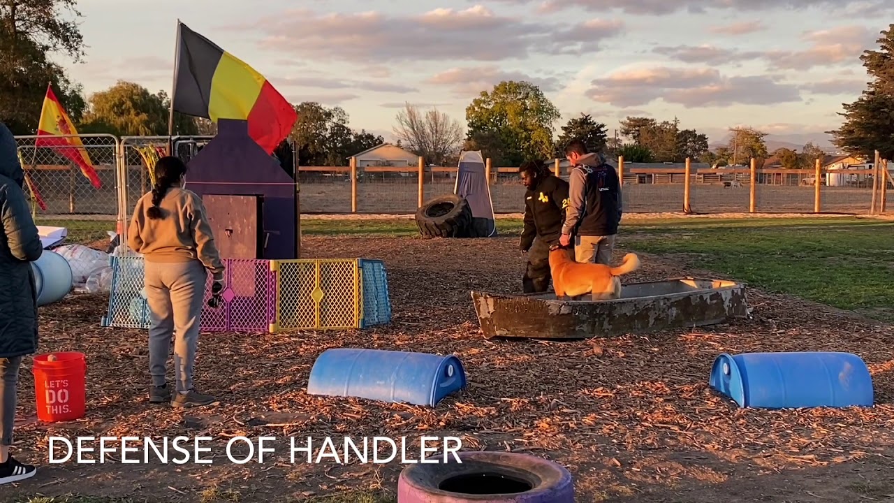 MONDIORING LEVEL 3 - Belgian MALINOIS - 