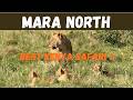 Breath Taking Mara North Conservancy In Kenya Africa S Best Safari Breath Taking Mara North Conservancy In Kenya Africa S Best Safari