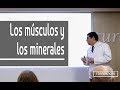 Los músculos y los minerales