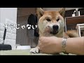 【柴犬】飼い主にダメ出しする犬#Shorts　Shiba Inu that is not good for the owner