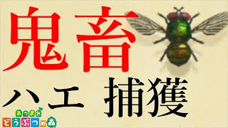 あつ森 ハエの捕まえ方が意外すぎた あつまれどうぶつの森 Youtube