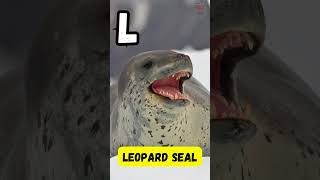 Arctic Animal ABC Song for Kids| A to Z Phonics with Arctic Wildlife | UZR Kids Learning Fun #shorts