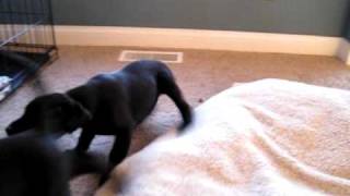 MVI_0103.avi
