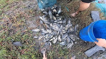 Đặt lưới bát quái bẫy hết sạch đàn cá rô phi ,dính luôn cả chim và cua / Săn bắt QTC