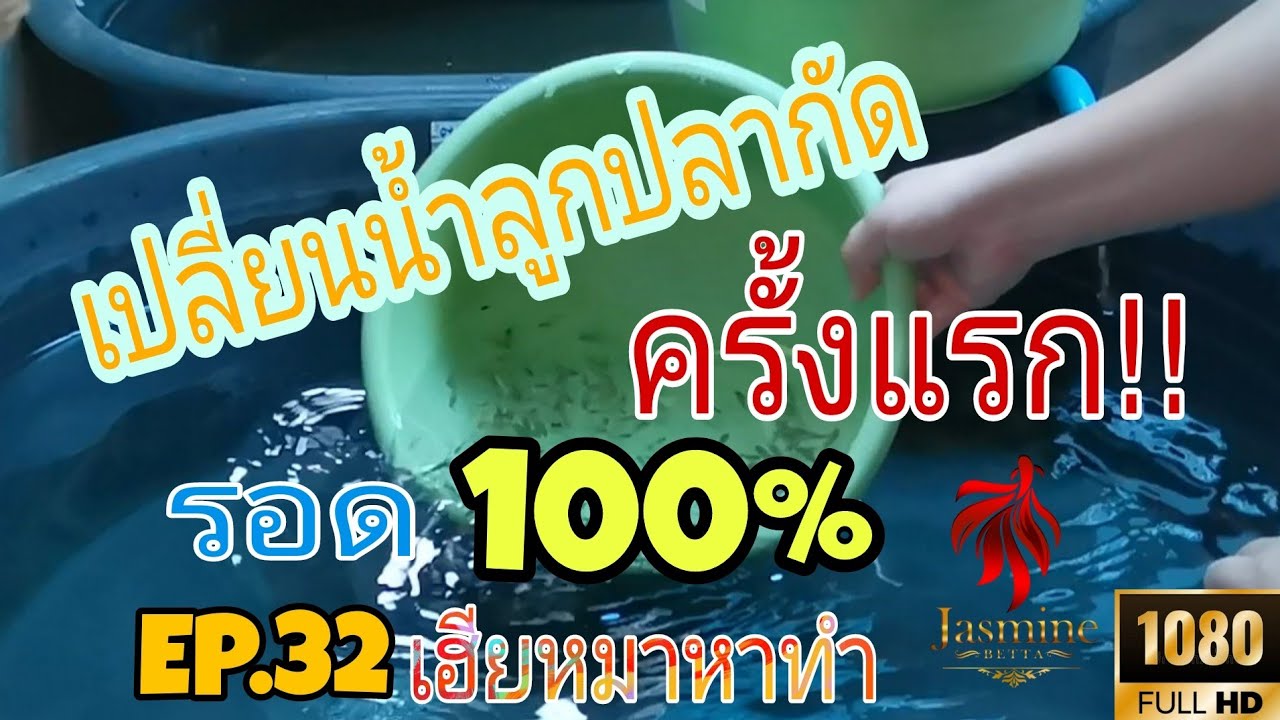 EP.32 เฮียหมาหาทำ | เปลี่ยนน้ำลูกปลากัดครั้งแรก รอด 100% | ทำอย่างไร ?? ไปดูก๊านนน จ๊วดดด