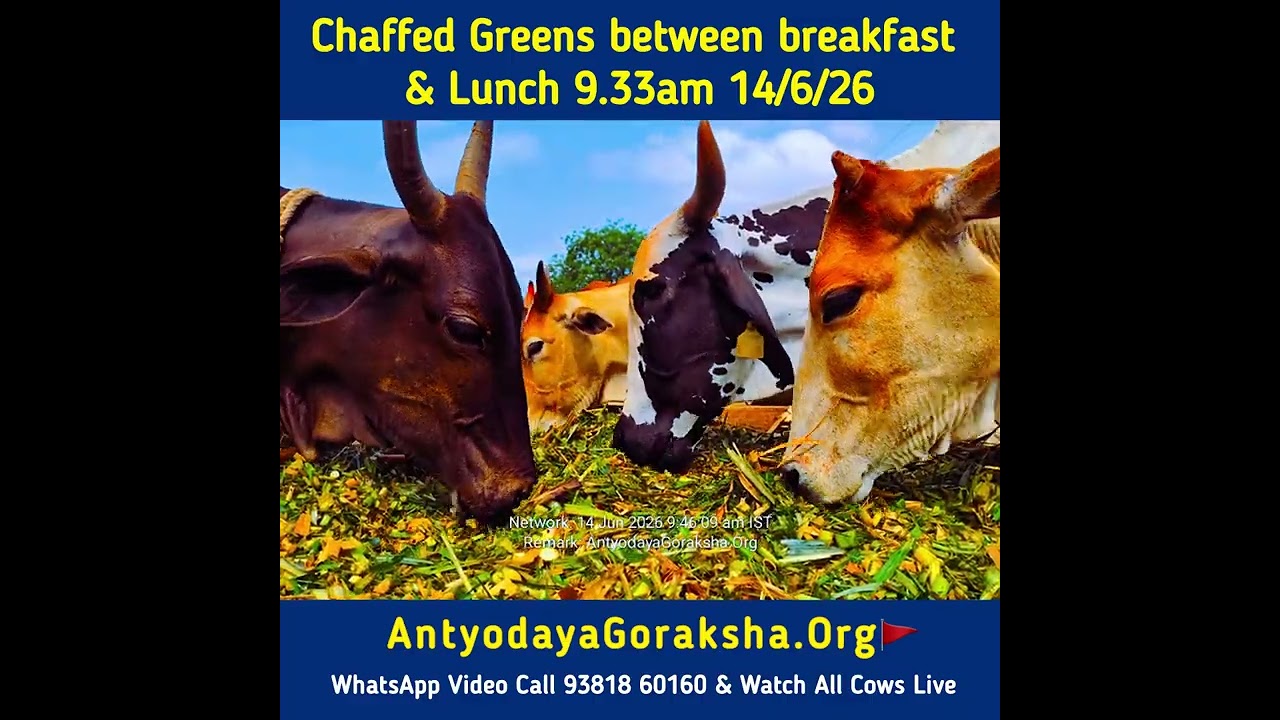 [14 Jun 2026] Green Grass Second Breakfast for Cows 🙏