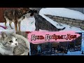 День Добрых Дел ♥️🐕 Серёжа выпустил Графа / смелый Ёжик/ Кошкин дом 🏡