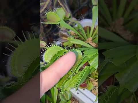 Venus Flytrap Bit My Finger!!! Shorts