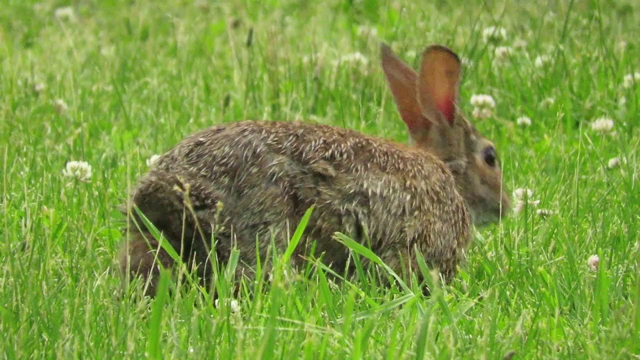 Call Alice! Eastern Cottontails YouTube