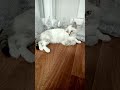 Котёнок ищет дом г Семей 7 777 847 9611 котенок котеноксемей Котёнок ищет дом г Семей 7 777 847 9611 котенок котеноксемей