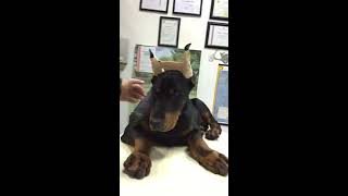 Doberman make easy ear tape