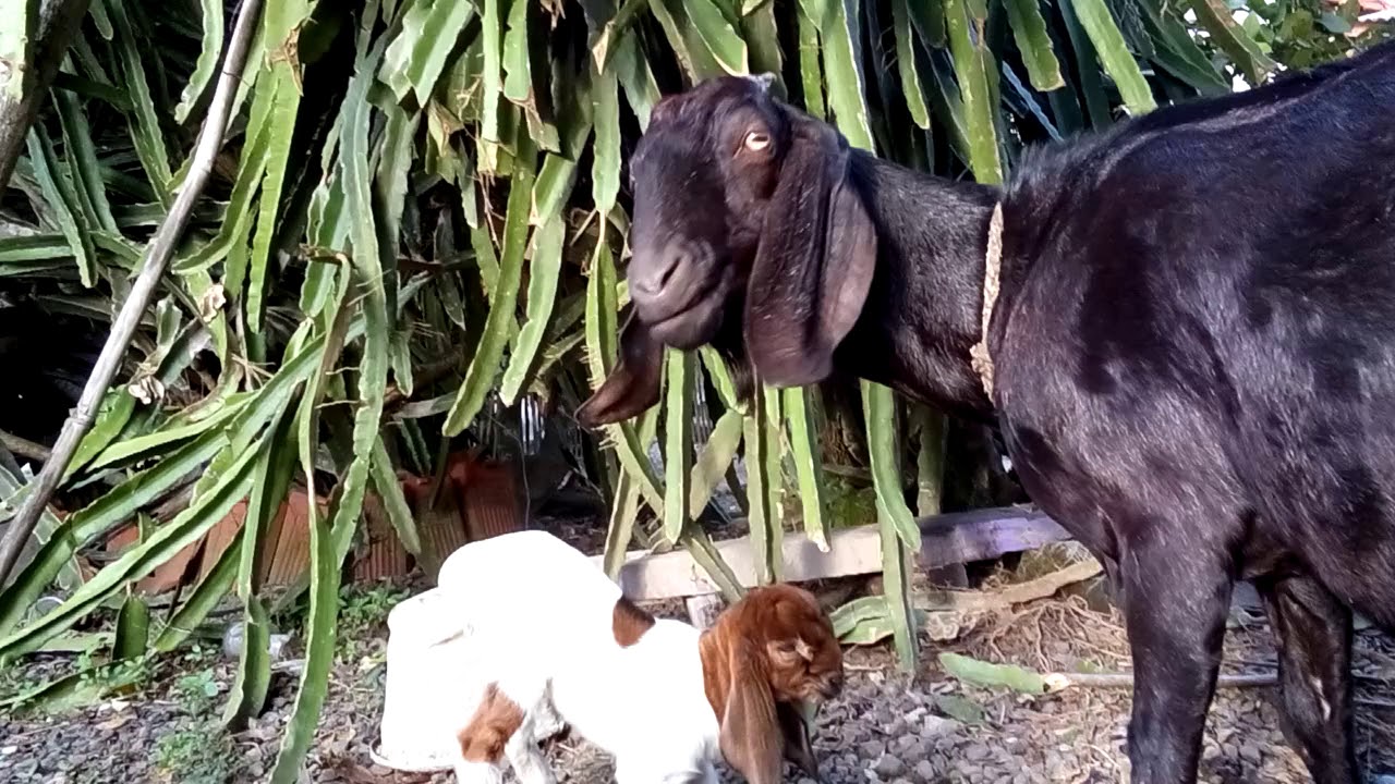 Dede kambing yg lucu 