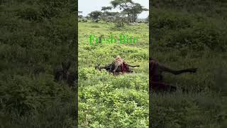The Apex Of Freshness. [ Hyena / Antelope ] #apex #freshness #wildlife #subscribe