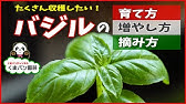 再生野菜 バジルを挿し木で苗を増やす方法と摘心のコツ リボベジ Youtube