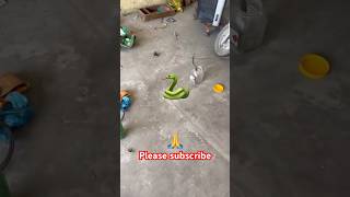 #snakelover. #viral #Status #Snakerescue. # #trending #love #1millionviews