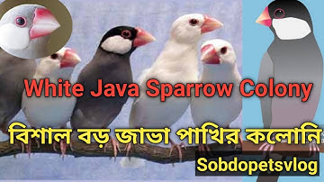 জাভা পাখি পালন পদ্ধতি ও দাম | Java Pakhi Palon | Java Sparrow Bird Rearing @SobdoPetsVlog