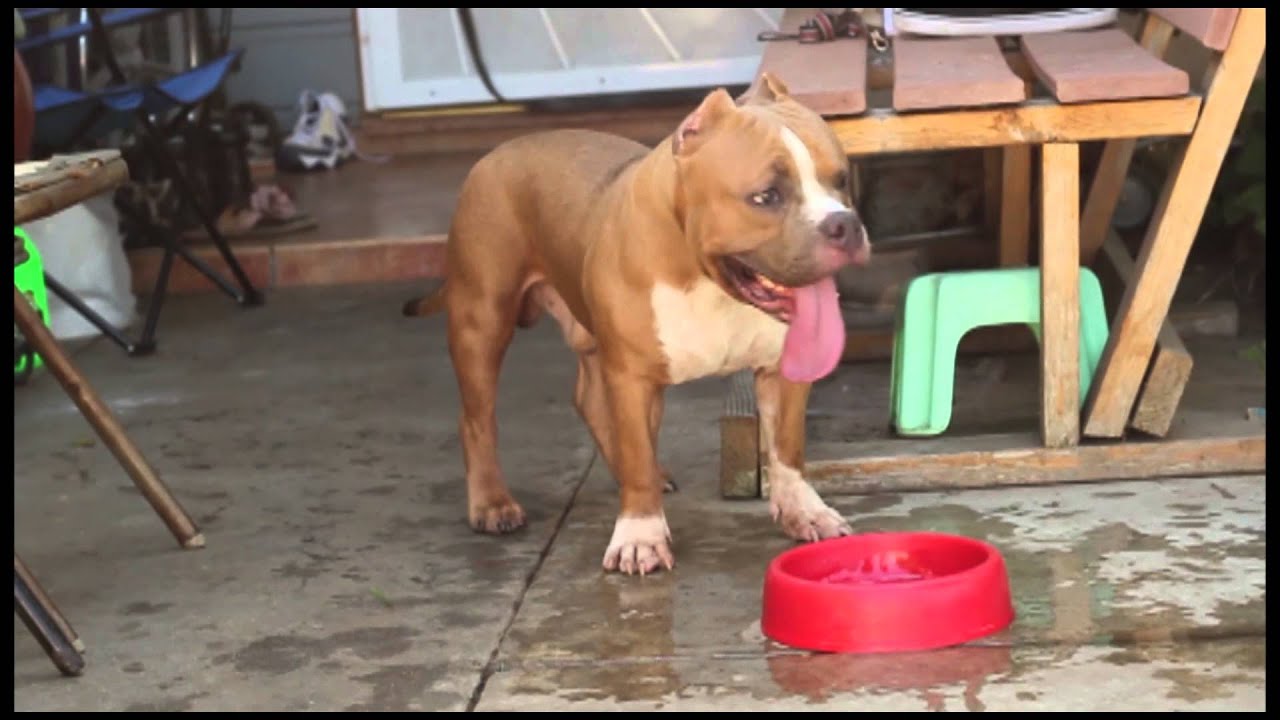 American Bully Months 2025