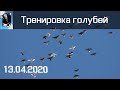 Тренировка голубей 13.04.2020