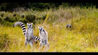 'The Lemur Dance' Featurette  Island of Lemurs: Madagascar