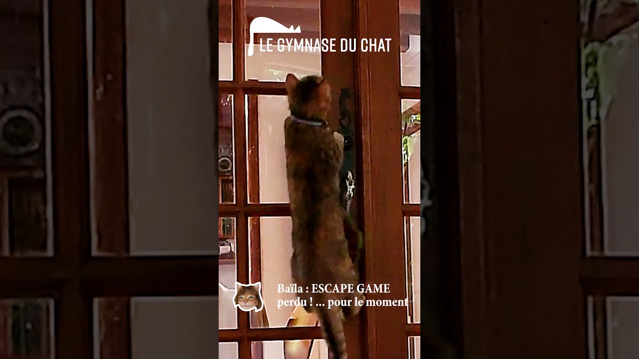LES CHATS DE SOPHIE - tentative d'évasion de Baïla