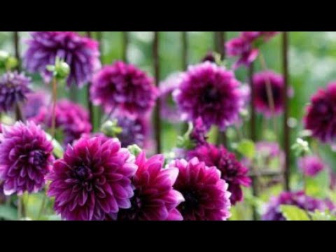 Video: Siv Purple Flowering Plants - Lub Tswv Yim Rau Kev Npaj Lub Vaj Ntshav