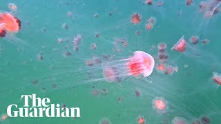 Photographer Captures Footage Of Thousands Of Jellyfish In Port Phillip Bay