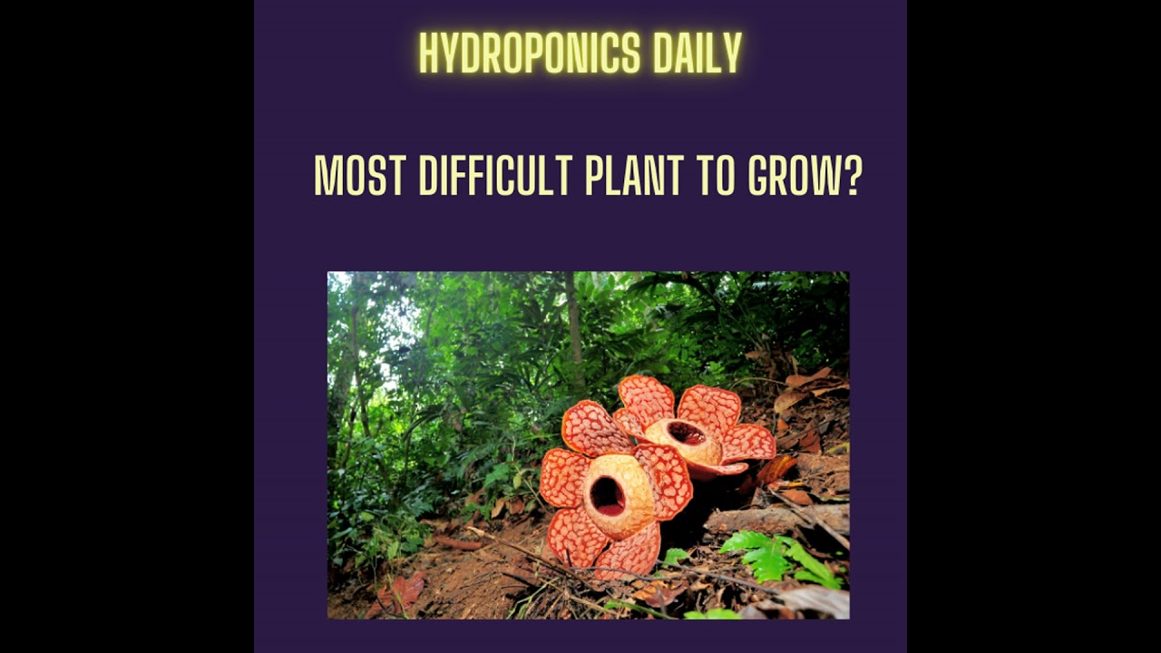 Rafflesia: The World's Hardest Plant to Grow