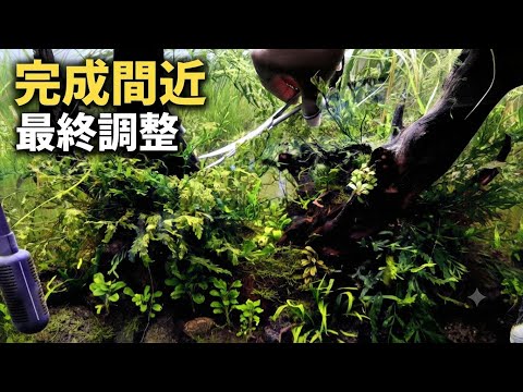 Michi Fall水草 Final Trimming with New Scissors! Low-Light Plant Layout #Aquarium